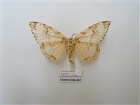 藏品(波斑毒蛾)的圖片